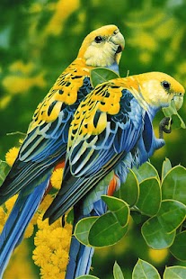 Birds Wallpaper Screenshots 7