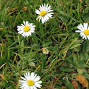 Common daisy (Маргаритка многолетняя)