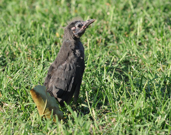 Common grackle (fledgling) | Project Noah