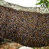 Indonesian Giant Honey Bee