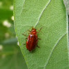 Red Pumpkin Beetle