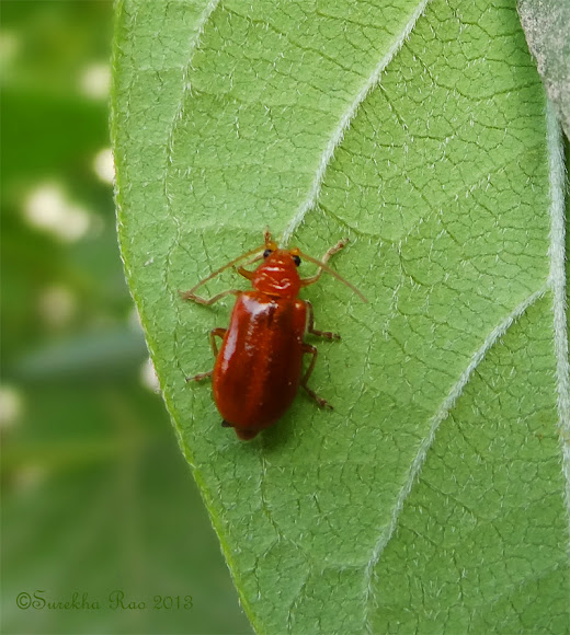 Red Pumpkin Beetle Project Noah