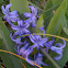 Purple hyacinth plant
