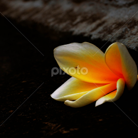 by Nandang Zuarsyah - Flowers Single Flower