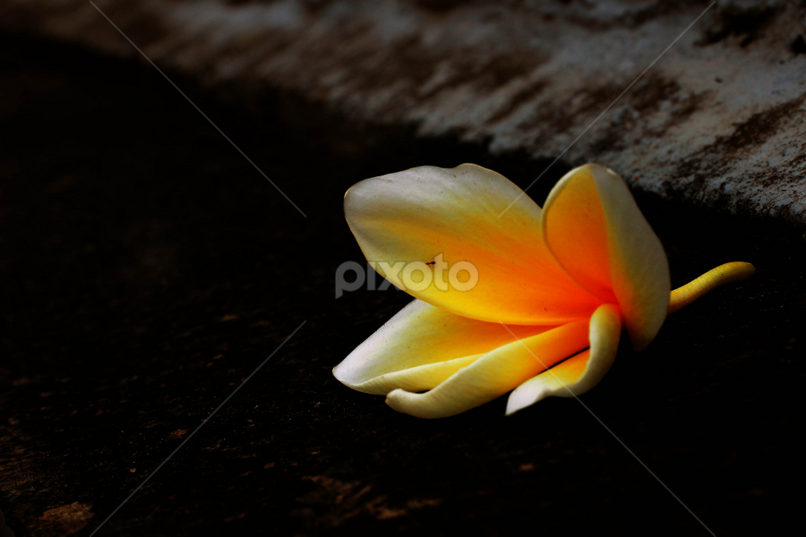 by Nandang Zuarsyah - Flowers Single Flower