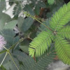 Mimosa en flor