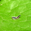 Leafhopper (nymph)