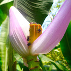 Meliponid bees on a Banana Flower