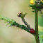 Ladybird beetle