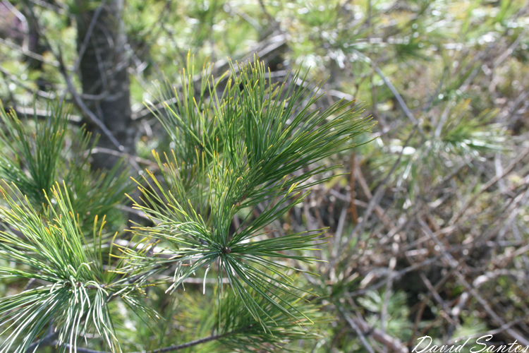 Eastern white pine