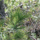 Eastern white pine