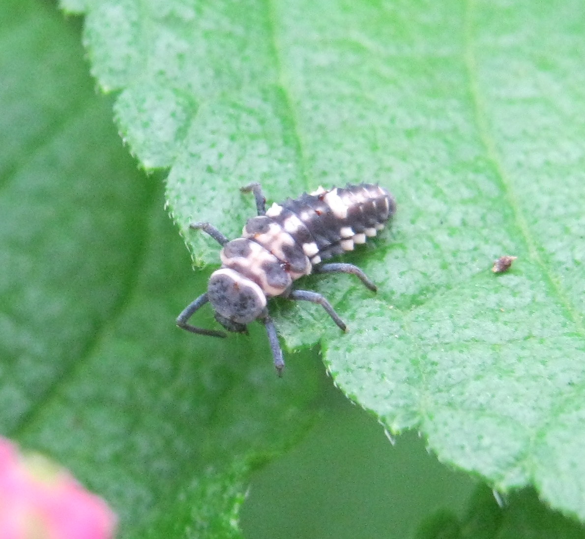 Variable Ladybird Larva