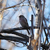 Common Redpoll