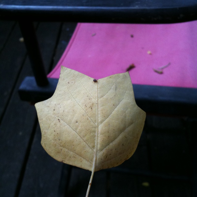 Forked leaf tree?