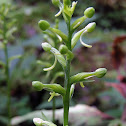 Club-spur Orchid