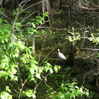 White ibis