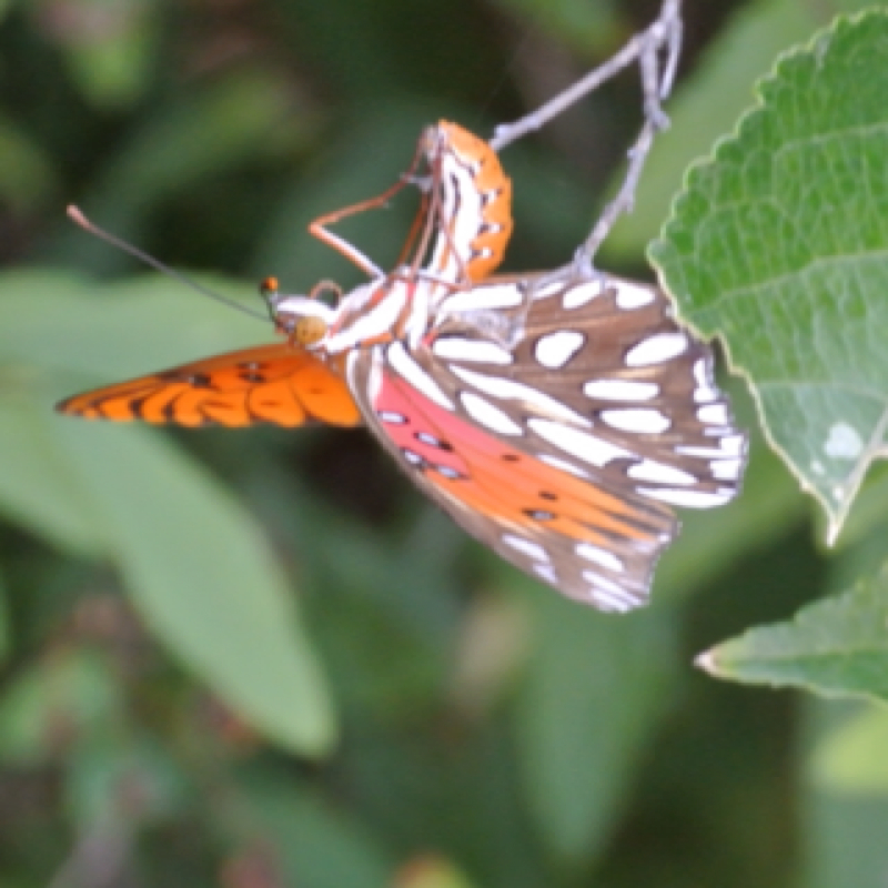 Gulf Fritillary Butterfly Laying Eggs