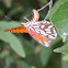 Gulf Fritillary Butterfly Laying Eggs