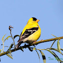 American Goldfinch