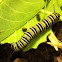 Monarch (caterpillar)