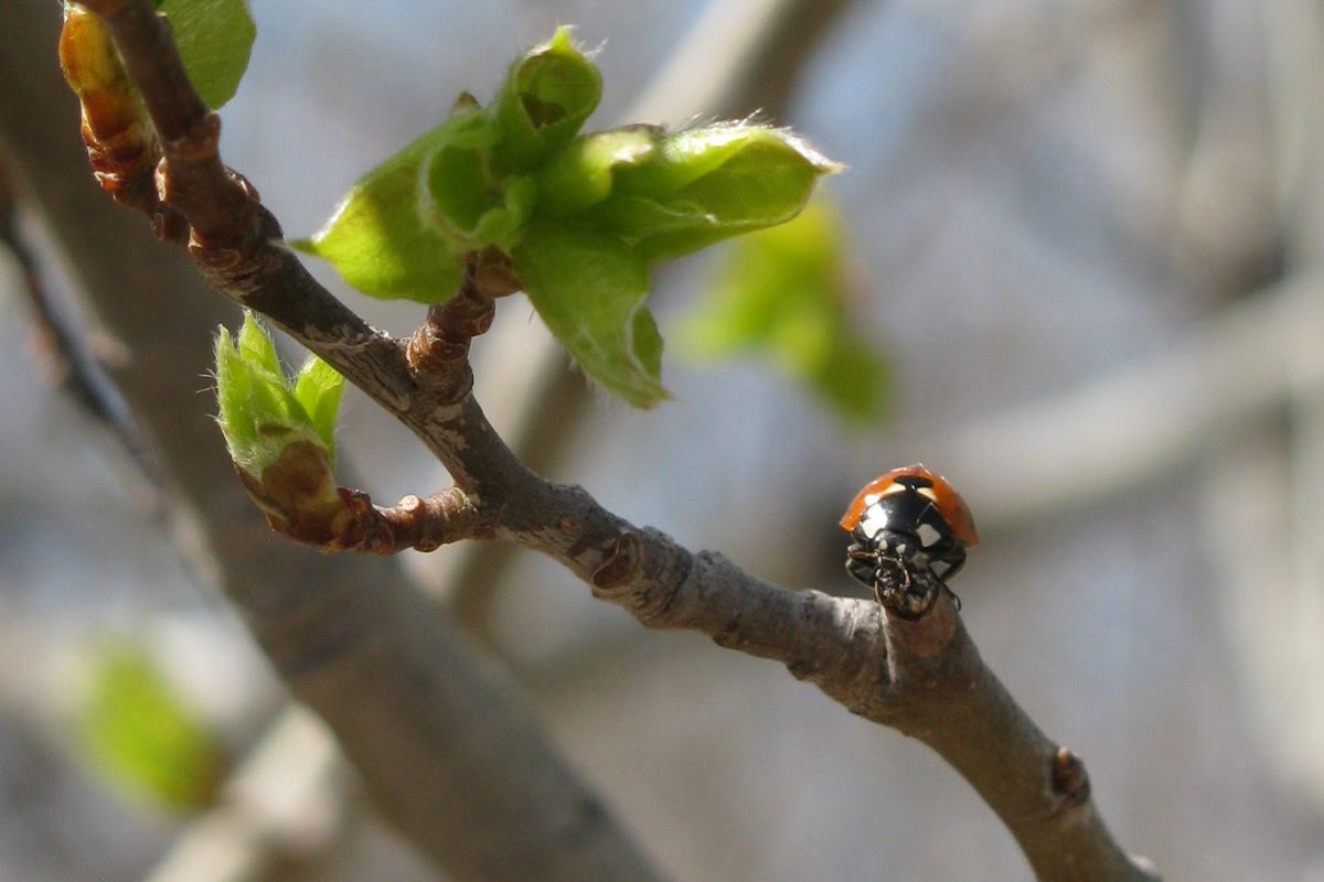 Seven-spotted Ladybug