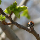 Seven-spotted Ladybug