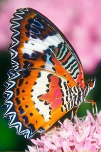Butterfly Wallpaper Screenshots 13