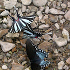 zebrah swallowtail butterfly