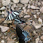 zebrah swallowtail butterfly