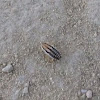 Friendly Cockroach