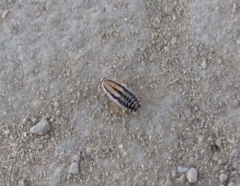 Friendly Cockroach