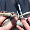 Huge Garter Snake