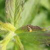 Spotted cucumber beetle