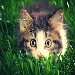 Cat Live Wallpaper 1.00