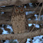 Cape Eagle-Owl (Kaapse Ooruil)