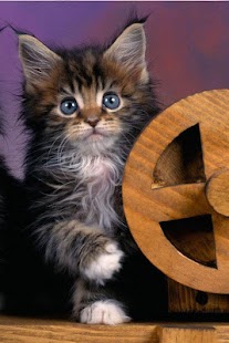 Cat Wallpaper Screenshots 20