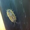 Sow beetle or wood lice