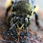 Lilacina Digger Bee