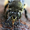 Lilacina Digger Bee