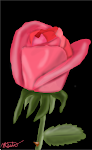 A Rose is a Rose