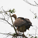 Long-billed Vulture,White Rumped Vulture