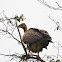 Long-billed Vulture,White Rumped Vulture