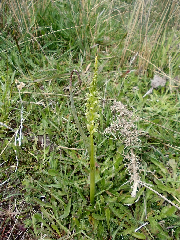 Common Onion Orchid