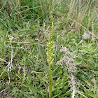 Common Onion Orchid