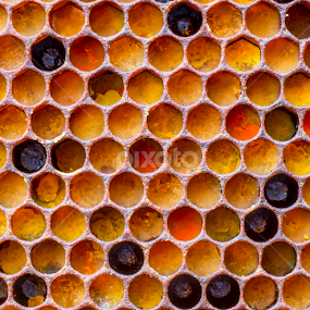 Honeybee Pollen in Comb by Michael Duncan - Nature Up Close Hives & Nests