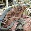 Yellowbelly water snake