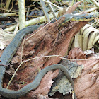 Yellowbelly water snake