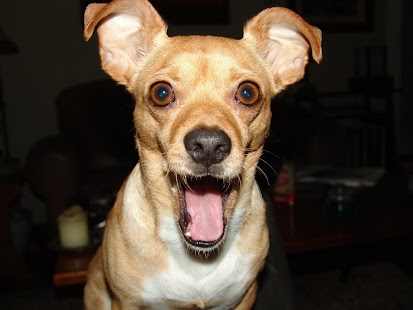 How to mod Chihuahuas Wallpapers patch 2.0.6 apk for pc
