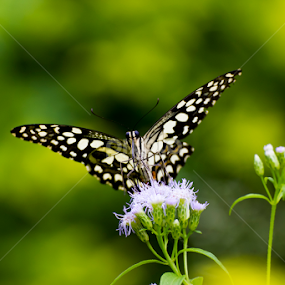 Common Lime Butterfly  by Vishwas Watwe - Animals Insects & Spiders