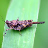 Pygmy grashopper